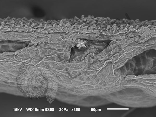 Lotus Leaf - Image 8