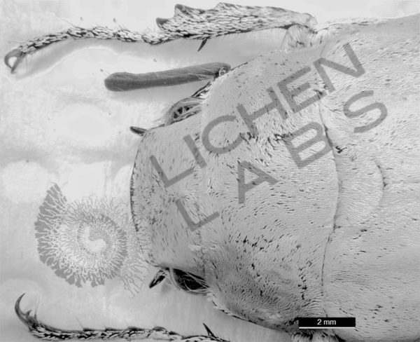 White Scarab Beetle - Image 7