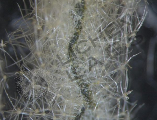 Mullein Leaf - Image 4