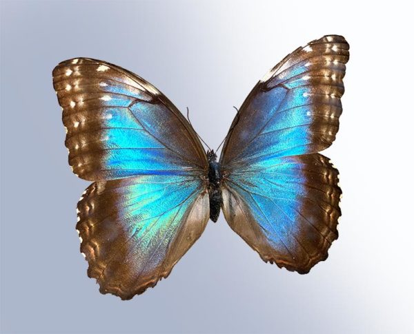 Blue Morpho Butterfly Wing