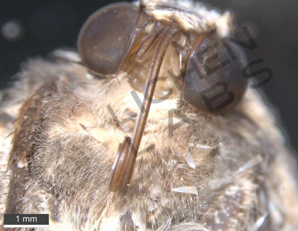 Noctuid Moth Proboscis - Image 3