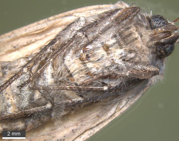 Noctuid Moth Proboscis - Image 2
