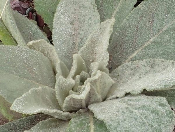 Mullein Leaf