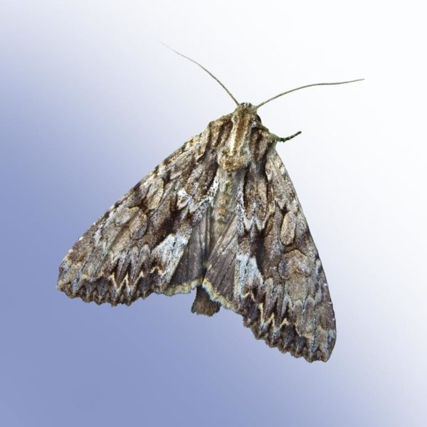 Noctuid Moth Proboscis