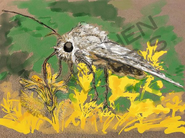 Noctuid Moth Proboscis - Image 7