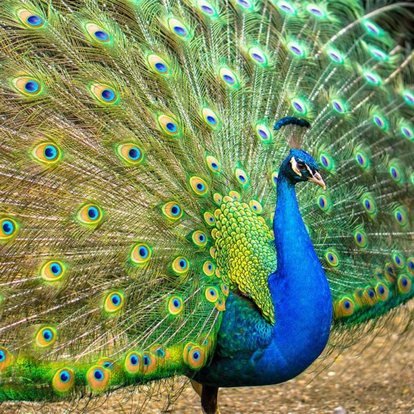 Peacock Feather