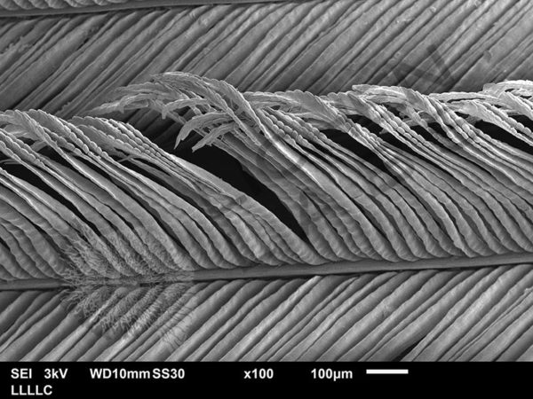 Peacock Feather - Image 9