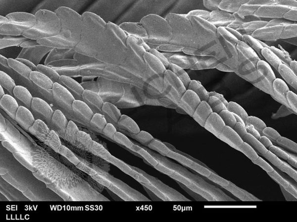Peacock Feather - Image 10