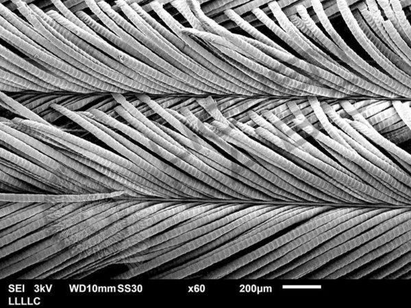 Peacock Feather - Image 8