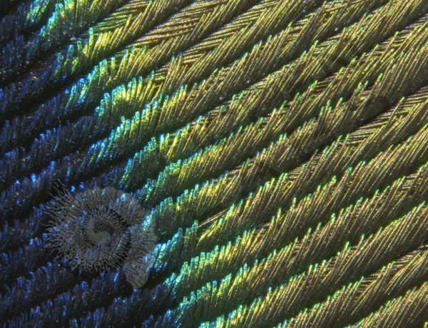 Peacock Feather - Image 4