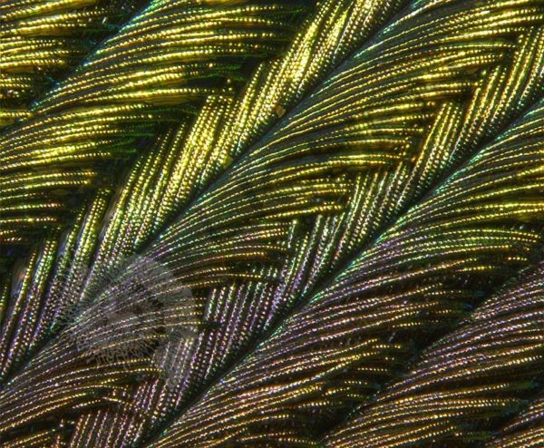 Peacock Feather - Image 6