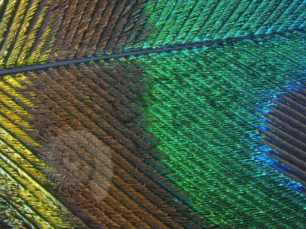 Peacock Feather - Image 3