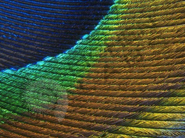 Peacock Feather - Image 2