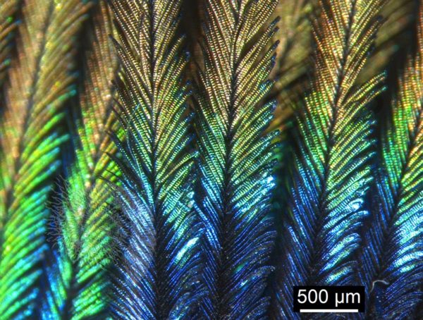 Peacock Feather - Image 5
