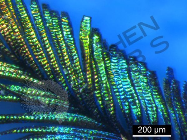 Peacock Feather - Image 7
