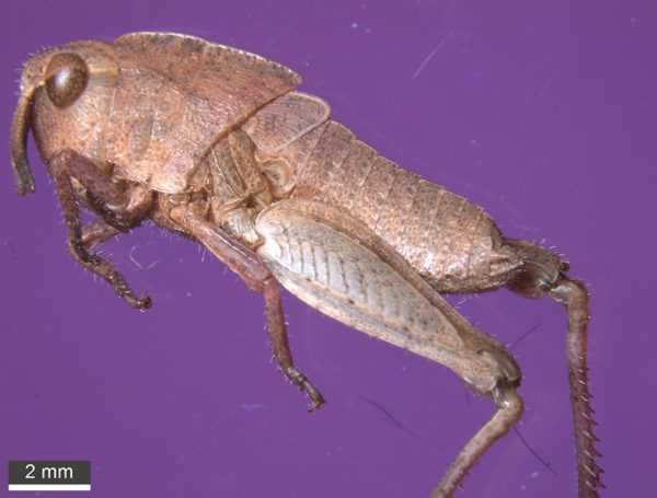 Grasshopper - Rare Pink & Misc.