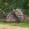 Porcupine Quill & Cholla Cactus Spines