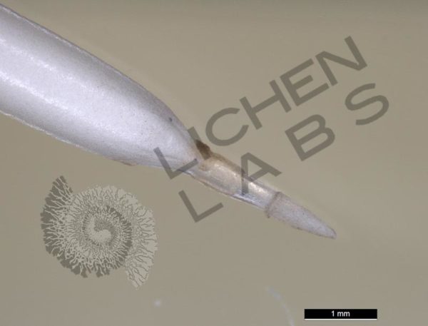 Porcupine Quill & Cholla Cactus Spines - Image 4
