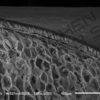 Porcupine Quill & Cholla Cactus Spines - Image 7