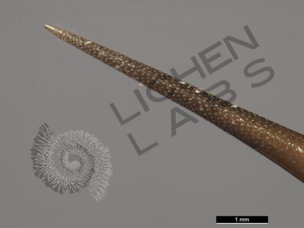 Porcupine Quill & Cholla Cactus Spines - Image 3