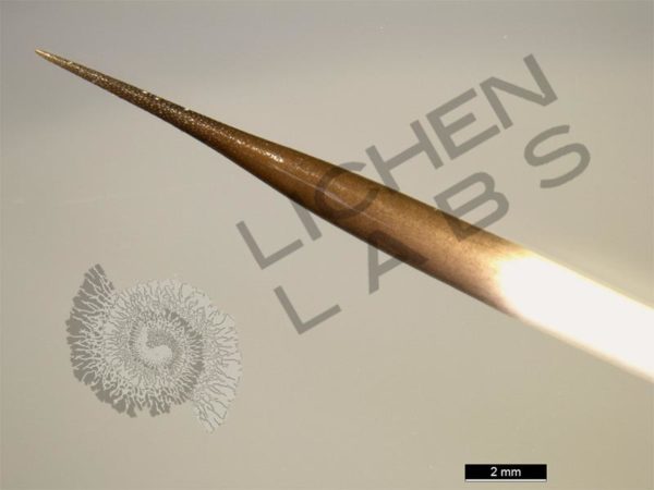 Porcupine Quill & Cholla Cactus Spines - Image 2