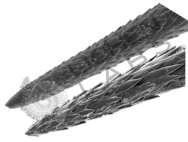 Porcupine Quill & Cholla Cactus Spines - Image 15