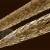 Porcupine Quill & Cholla Cactus Spines - Image 14