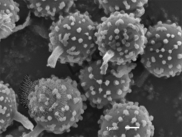 Puffball Spores - Image 5