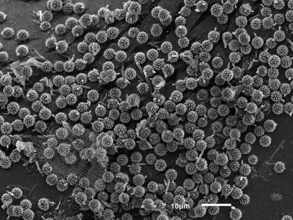 Puffball Spores - Image 3