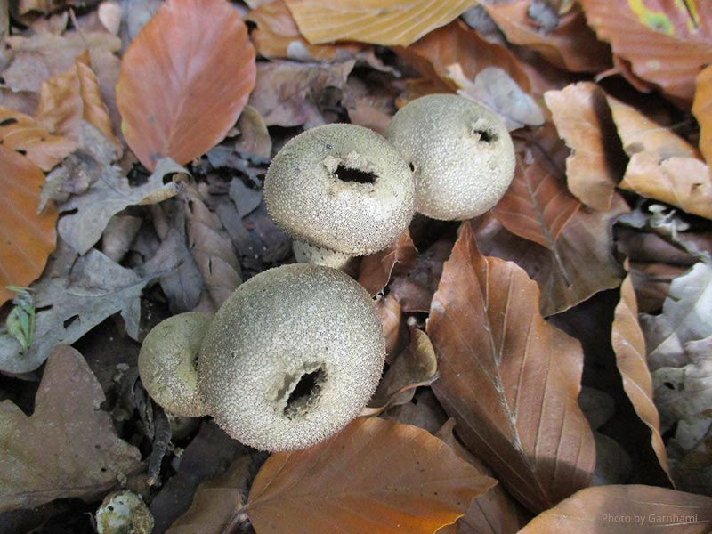 Puffball Spores - Lichen Labs