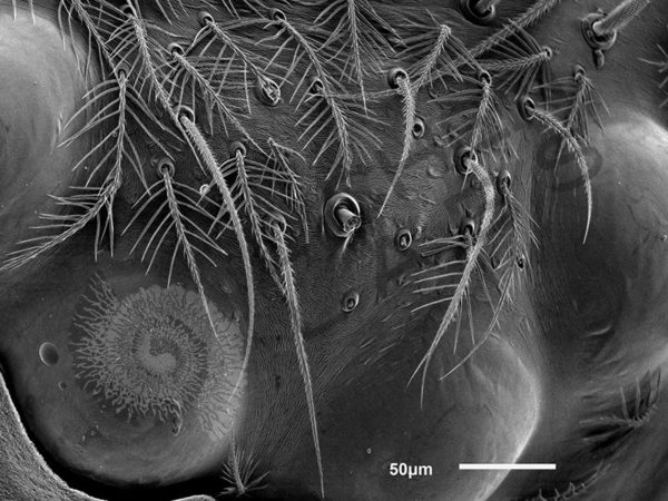 Miscellaneous Spiders - Image 6