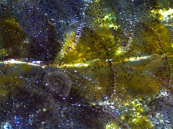 Walleye - Image 2