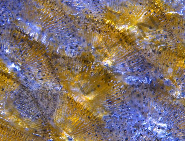 Walleye - Image 6