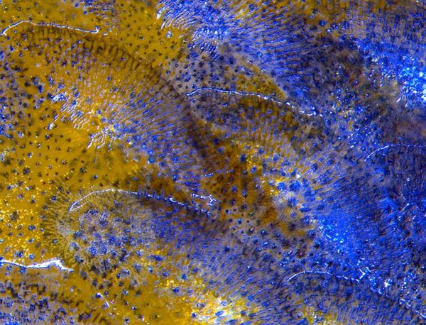 Walleye - Image 7