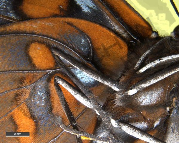 White Admiral Butterfly - Image 6
