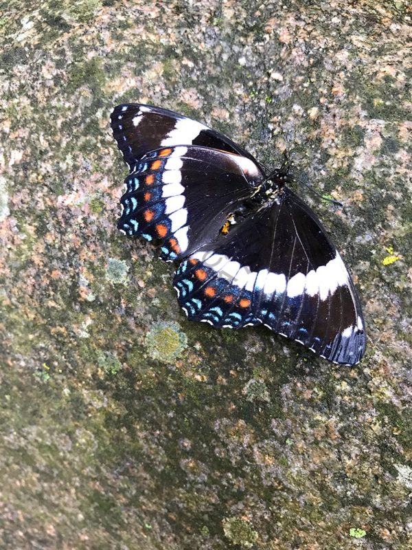 White Admiral Butterfly - Image 2