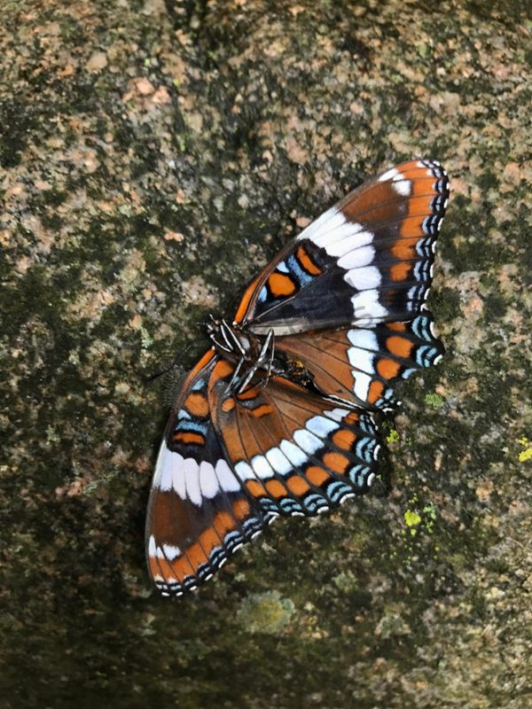 White Admiral Butterfly - Image 3