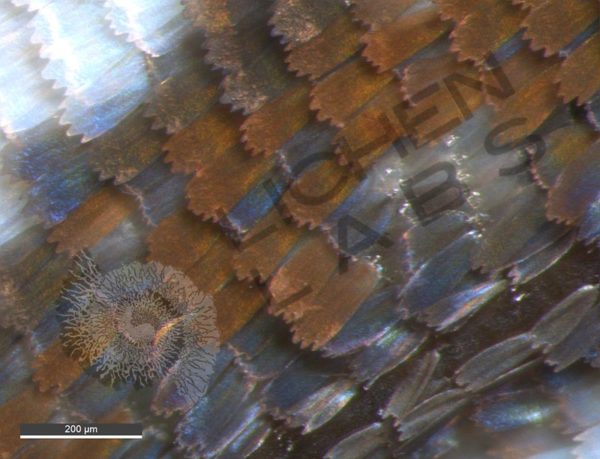 White Admiral Butterfly - Image 10