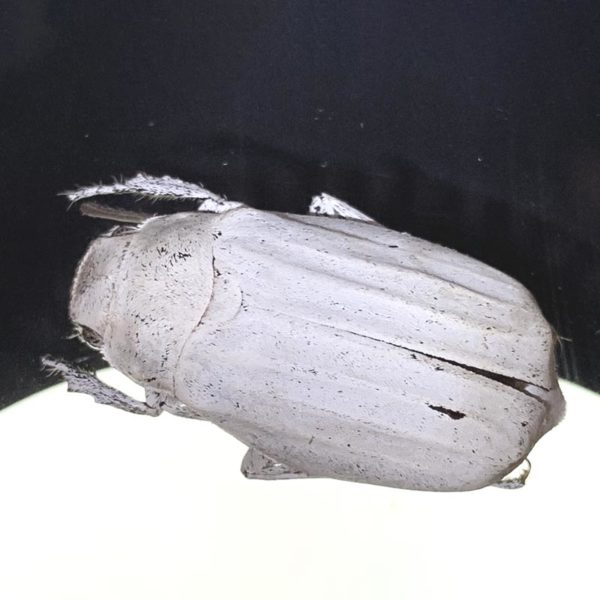 White Scarab Beetle