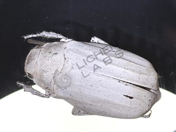 White Scarab Beetle - Image 3