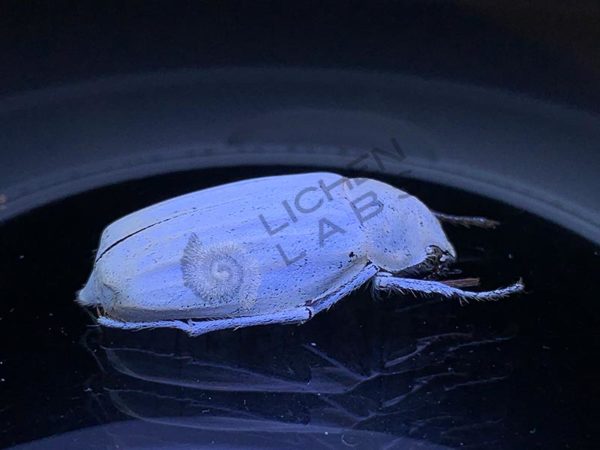 White Scarab Beetle - Image 6