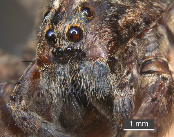 Miscellaneous Spiders - Image 4