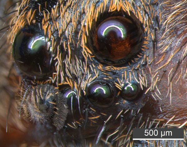 Miscellaneous Spiders - Image 5