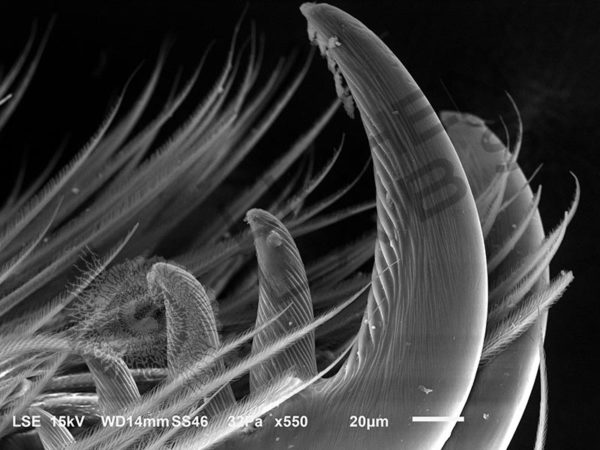 Miscellaneous Spiders - Image 8