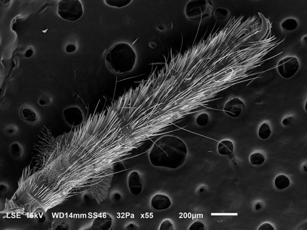 Miscellaneous Spiders - Image 7