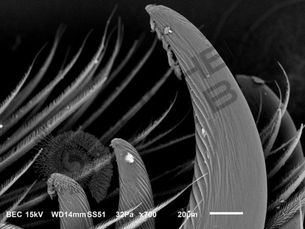 Miscellaneous Spiders - Image 9