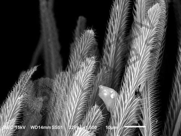 Miscellaneous Spiders - Image 10
