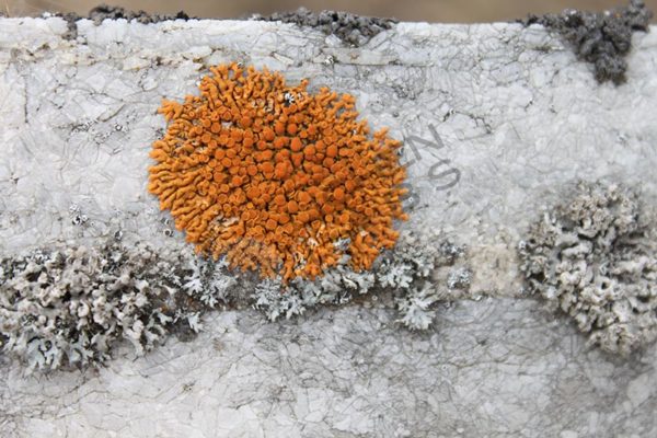 Lichen - Image 2