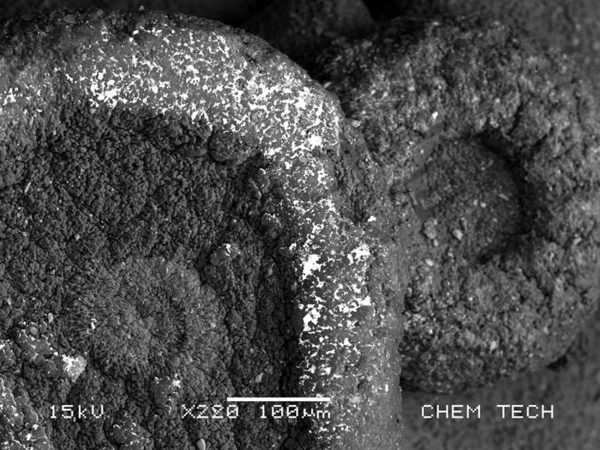 Lichen - Image 8