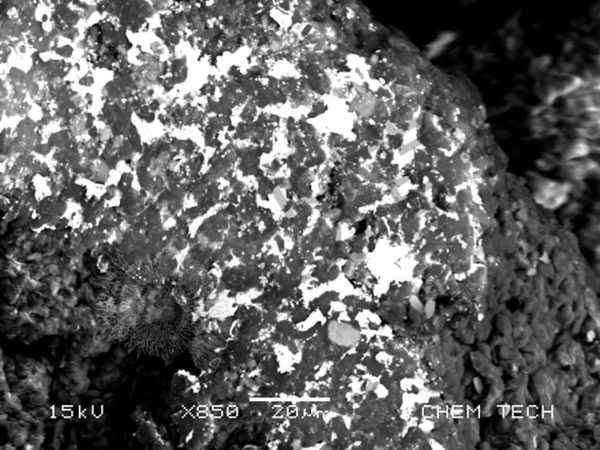 Lichen - Image 9